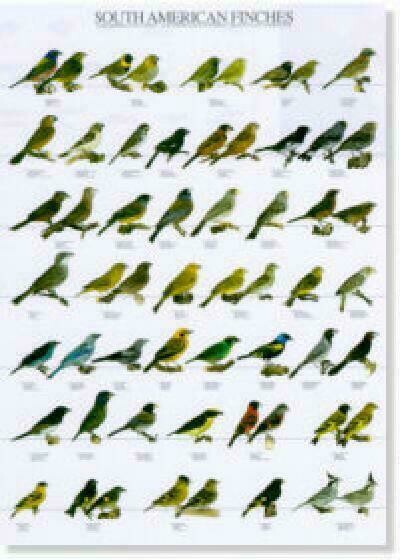 POSTERS Y LAMINAS DIAMANTES SUDAMERICANOS