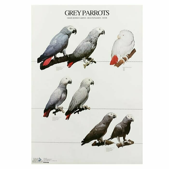 POSTERS Y LAMINAS GREY PARROT