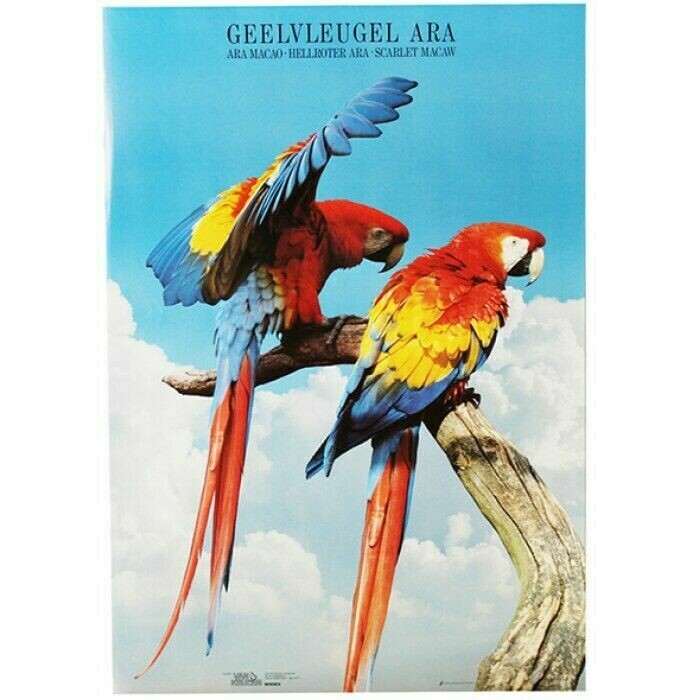 POSTERS Y LAMINAS SCARLET MACAWS