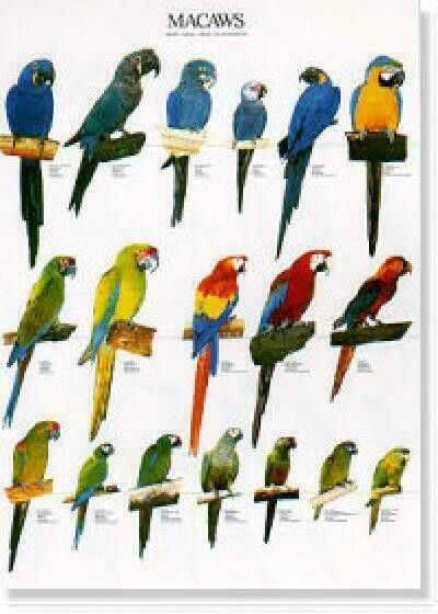 POSTERS Y LAMINAS GUACAMAYOS - MACAWS