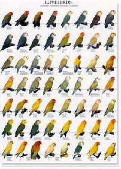 POSTERS Y LAMINAS INSEPARABLES I - AGAPORNIS (LOVEBIRDS)