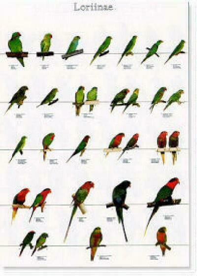 POSTERS Y LAMINAS LORITOS 3