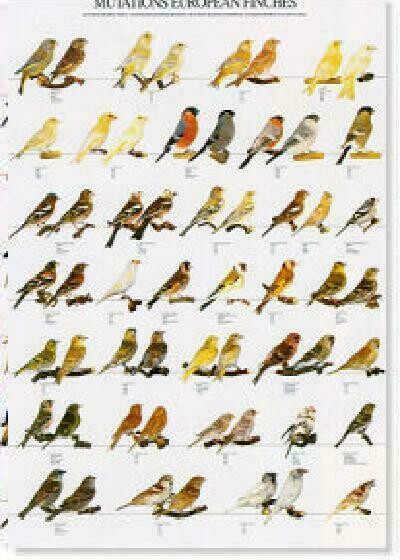 POSTERS Y LAMINAS MUTACIONES DIAMANTES EUROPEOS