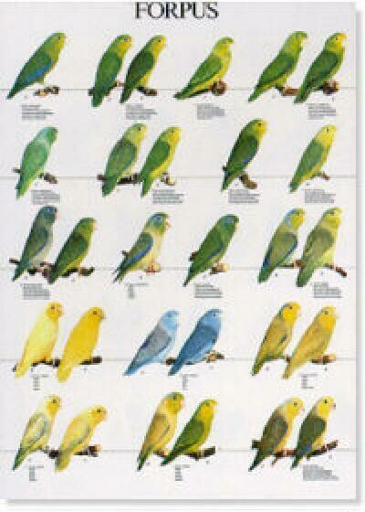 POSTERS Y LAMINAS FORPUS