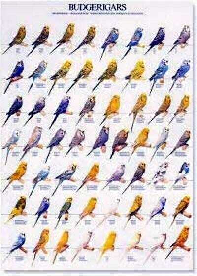 POSTERS Y LAMINAS PERIQUITOS