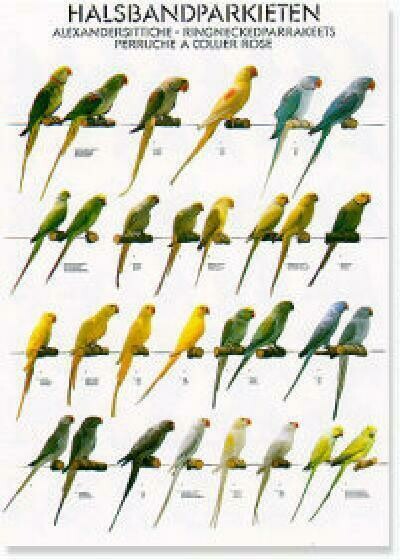 POSTERS Y LAMINAS COTORRAS DE COLLAR