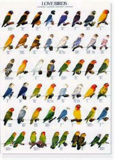 POSTERS Y LAMINAS INSEPARABLES II - AGAPORNIS - (LOVEBIRDS)