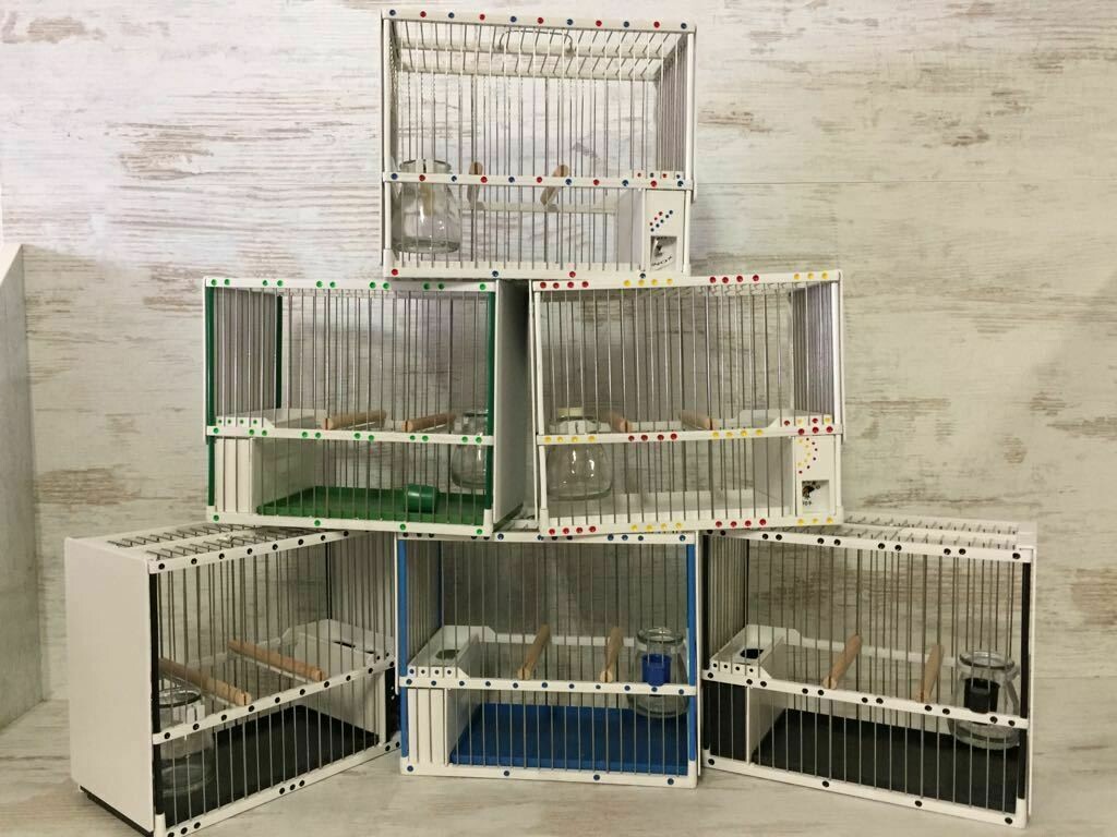 Jaula Silvestrismo 2 palos Decorada