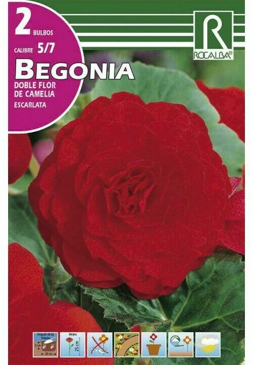 FLORES BULBOS BEGONIA DOBLES FLOR DE CAMELIA -ESCARLATA BULBOS DE PRIMAVERA