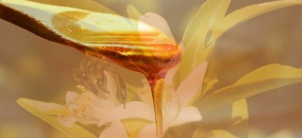 MIEL DE NARANJO ( Azahar ) ( Extremadura )