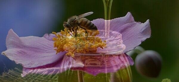 MIEL DE MIL FLORES  ( Extremadura )