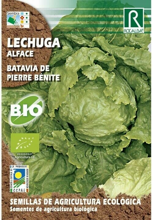 HORTALIZAS ECOLOGICAS LECHUGA BATAVIA DE PIERRE BENITE