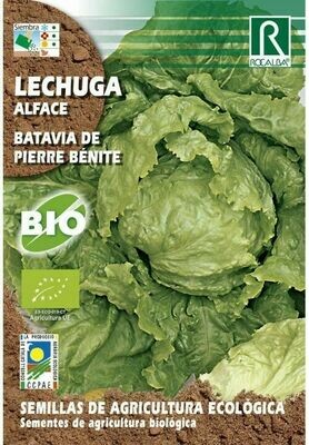 HORTALIZAS ECOLOGICAS LECHUGA BATAVIA DE PIERRE BENITE