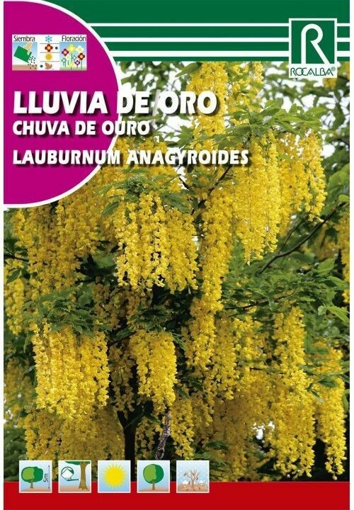 ARBOL LLUVIA DE ORO