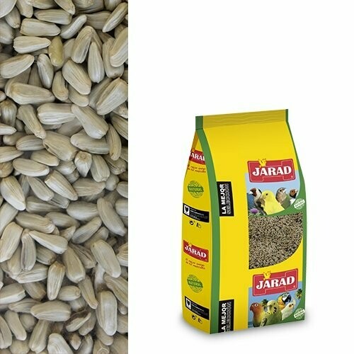 ALAZOR (CARTAMO)  JARAD