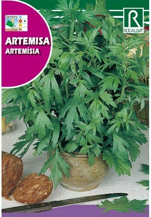 MEDICINALES, AROMATICAS Y CULINARIAS ARTEMISA