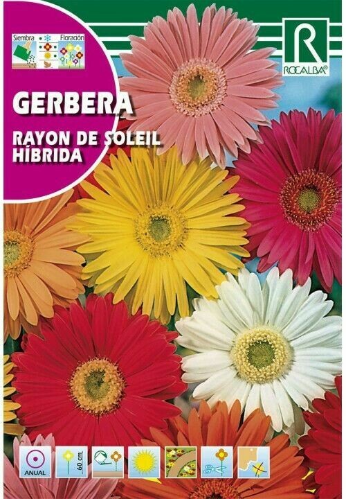 FLORES GERBERA