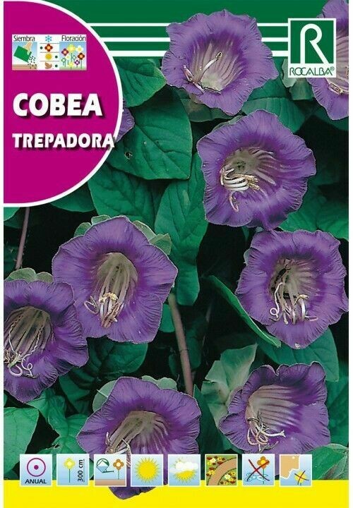 FLORES COBEA