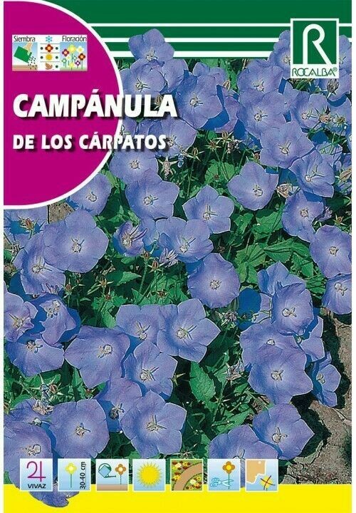 FLORES CAMPÁNULA DE LOS CÁRPATOS AZUL FLORES CAMPÁNULA DE LOS CÁRPATOS AZUL