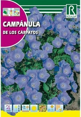 FLORES CAMPÁNULA DE LOS CÁRPATOS AZUL
