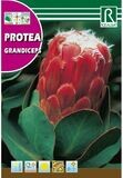 PROTEA GRANDICEPS