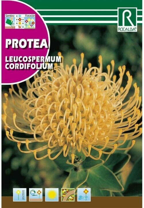 PROTEA LEUCOSPERMUM CORDIFOLIUM -AMARILLO-