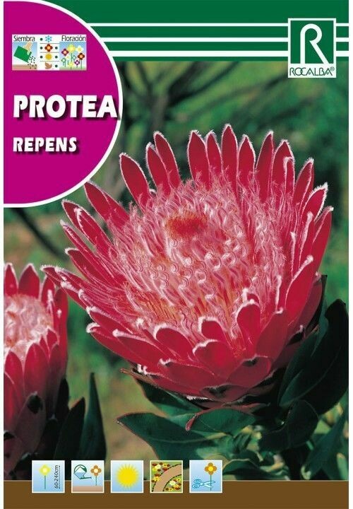 PROTEA REPENS