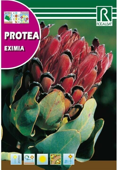 PROTEA EXIMIA