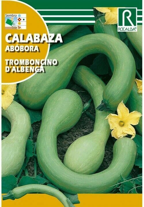 CALABAZA TROMBONCINO D'ALBENGA