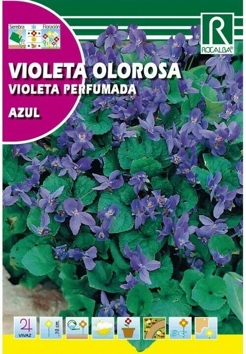 FLORES VIOLETA OLOROSA