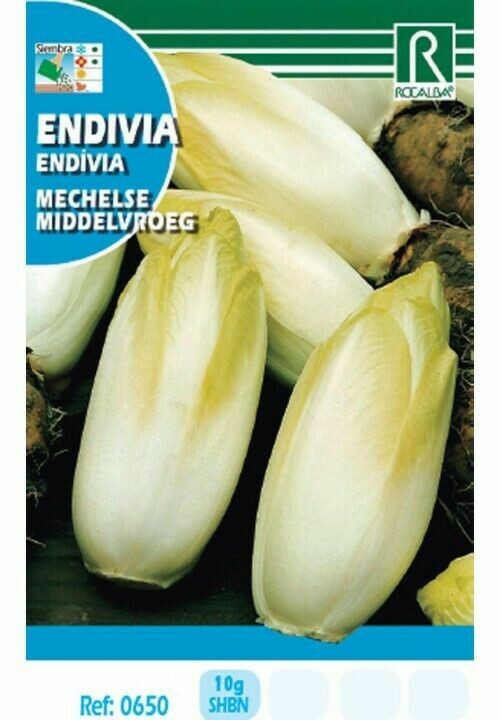 HORTALIZAS ENDIVIA MECHELSE MIDDELVROEG