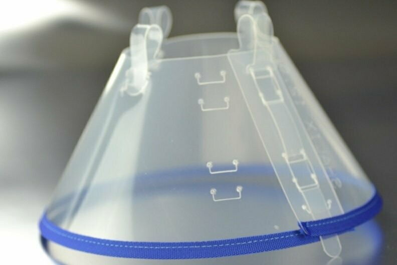 Collares Isabelinos azules Collares Isabelinos azules