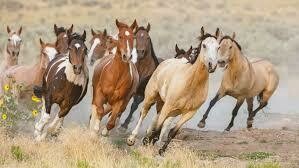 Caballos