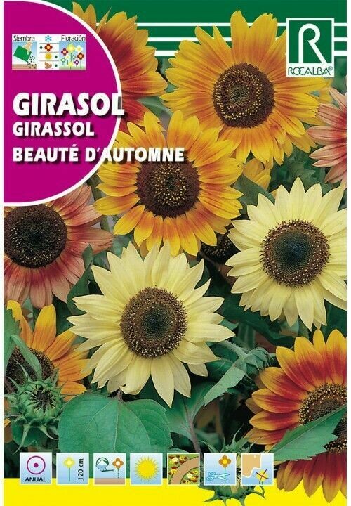 FLORES GIRASOL BEAUTÉ D’AUTOMNE VARIADO