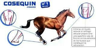 Condroprotectores Equinos