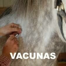 Biológicos / Vacunas