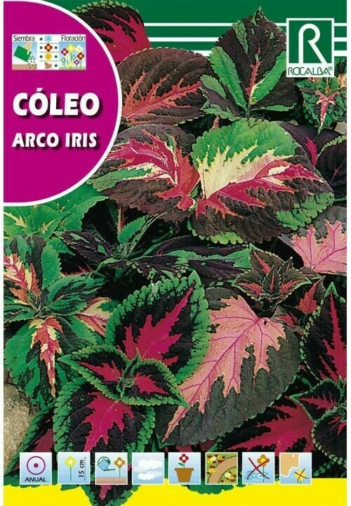 FLORES COLEOS ARCO IRIS