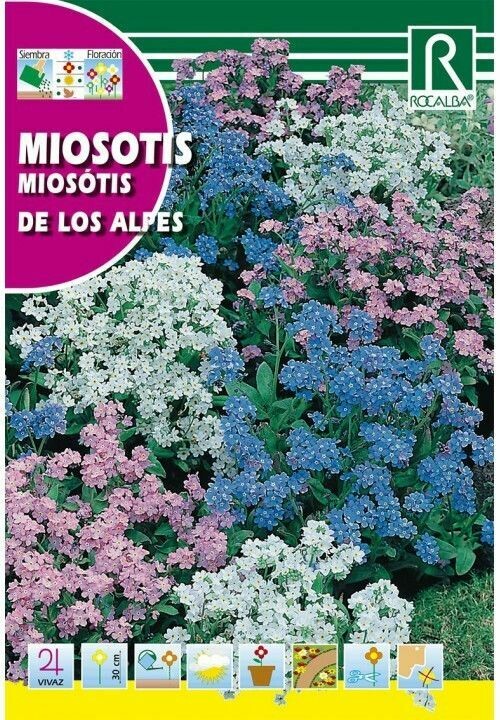 FLORES MIOSOTIS