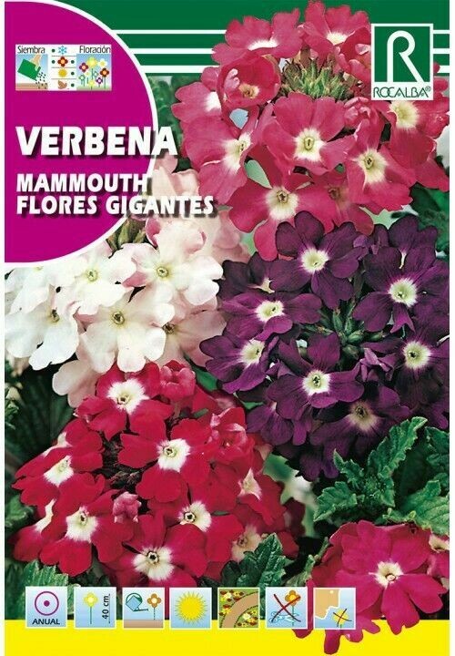 FLORES VERBENA MAMMOUTH FLORES GIGANTES VARIADA