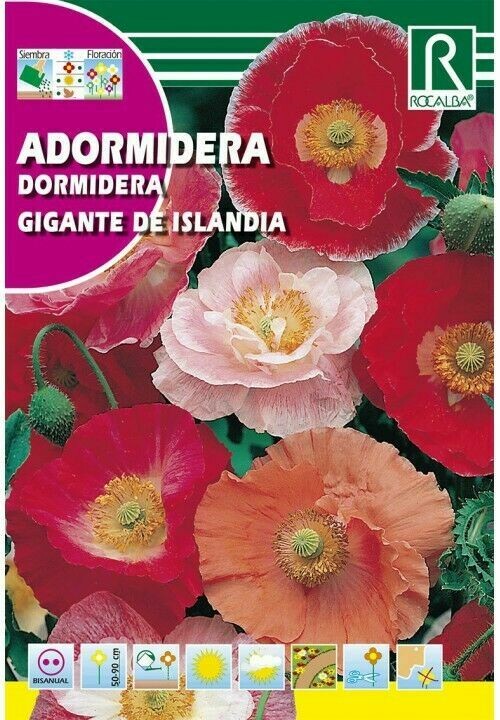 FLORES ADORMIDERA GIGANTE DE ISLANDIA