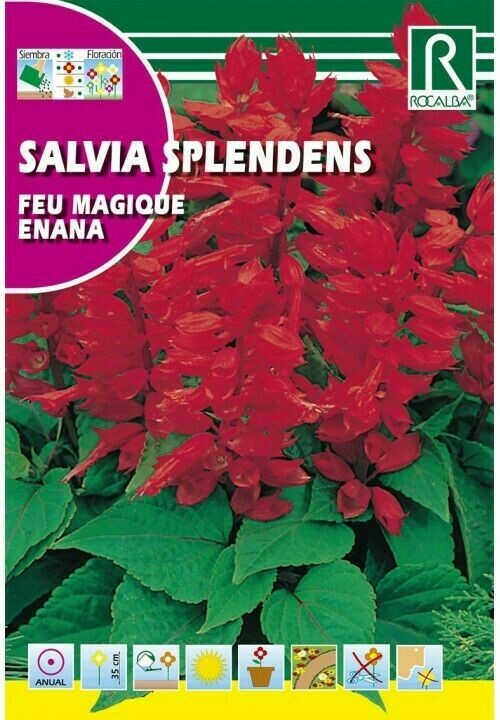 FLORES SALVIA SPLENDENS