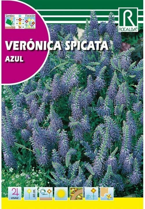 FLORES VERONICA SPICATA AZUL FLORES VERONICA SPICATA AZUL