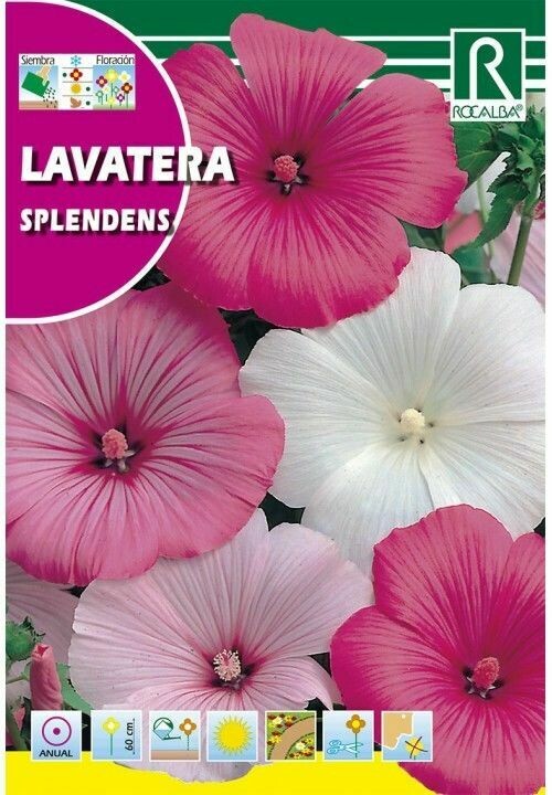 FLORES LAVATERA SPLENDENS VARIADA