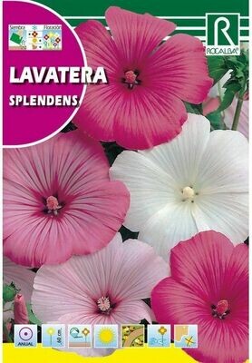 FLORES LAVATERA SPLENDENS VARIADA