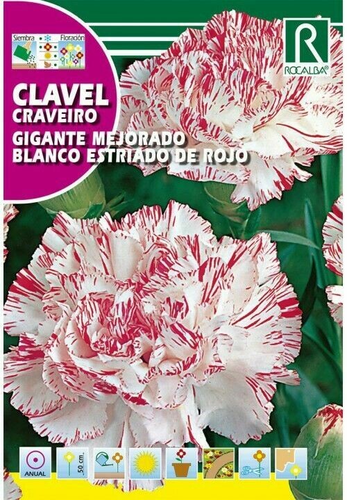 FLORES CLAVEL GIGANTE MEJORADO BLANCO ESTRIADO DE ROJO
