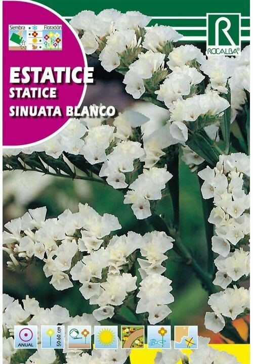 FLORES ESTATICE SINUATA BLANCO FLORES ESTATICE SINUATA BLANCO