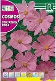 FLORES COSMOS SENSATION ROSA