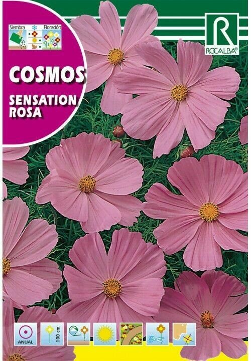 FLORES COSMOS SENSATION ROSA