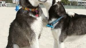 Hormonales / Comportamiento