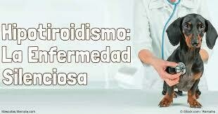 Hipertiroidismo Hipotiroidismo